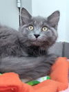 adoptable Cat in  named COCOA PUFF