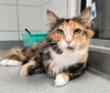 adoptable Cat in  named BUTTERSCOTCH