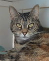 adoptable Cat in Canfield, OH named PENNY