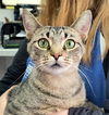 adoptable Cat in canfield, OH named FLO