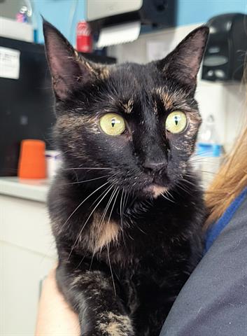 adoptable Cat in Canfield, OH named EDWINA