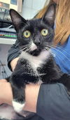 adoptable Cat in Canfield, OH named CALLIOPE