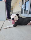 adoptable Dog in canfield, OH named PIPER