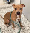adoptable Dog in canfield, OH named LILLY