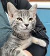 adoptable Cat in canfield, OH named STERLING