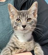 adoptable Cat in , OH named BOLT