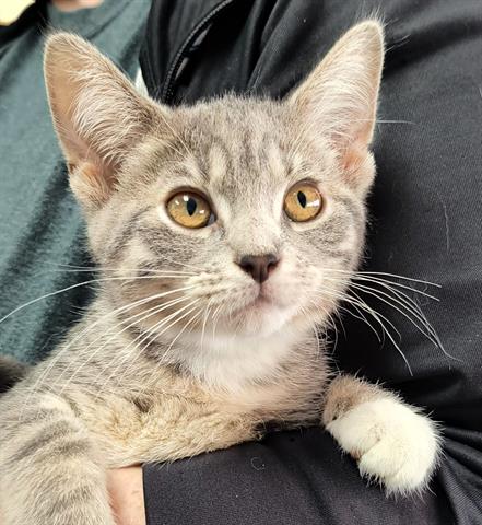 adoptable Cat in Canfield, OH named PARIS
