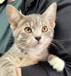 adoptable Cat in canfield, OH named PARIS