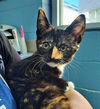 adoptable Cat in canfield, OH named COOKIE