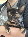 adoptable Cat in canfield, OH named FRANCES