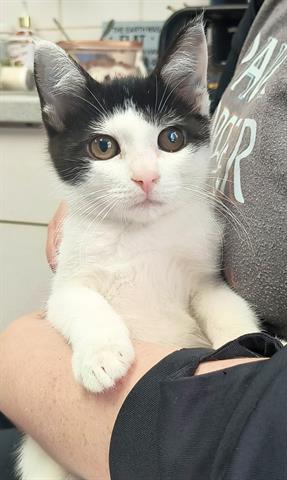 adoptable Cat in Canfield, OH named JIMOTHY