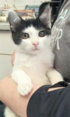 adoptable Cat in canfield, OH named JIMOTHY