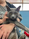 adoptable Cat in canfield, OH named NIKKO