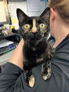 adoptable Cat in canfield, OH named LIZZY
