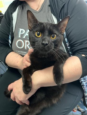 adoptable Cat in Canfield, OH named PERCY