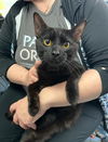 adoptable Cat in canfield, OH named PERCY