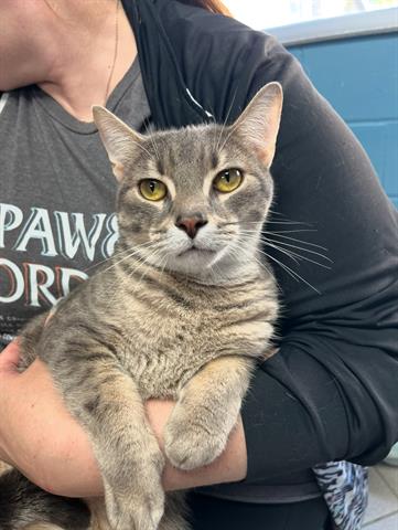 adoptable Cat in Canfield, OH named SERGIO