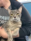adoptable Cat in canfield, OH named SERGIO