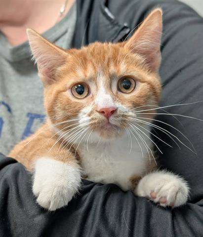 SUNNY - Domestic Short Hair available for adoption