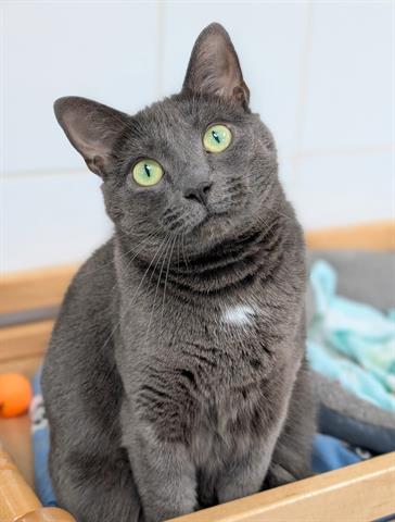 MATILDA - Domestic Short Hair available for adoption