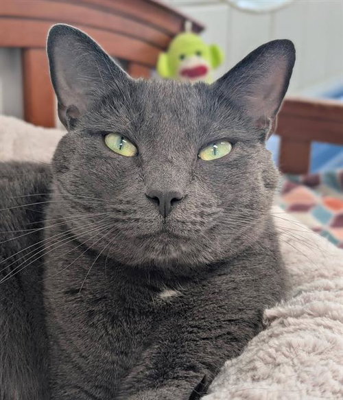 MATILDA, an adoptable Domestic Short Hair in Canfield, OH