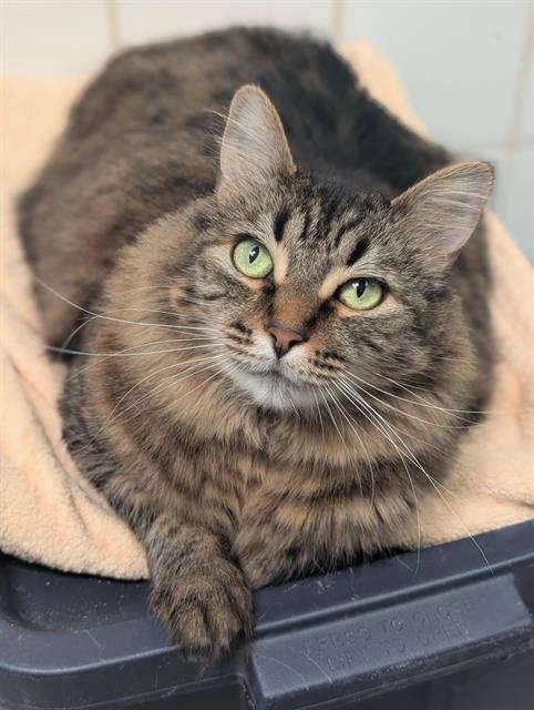 MUFFINS, an adoptable Domestic Short Hair in Canfield, OH