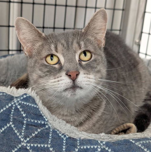 JOSIE, an adoptable Domestic Short Hair in Canfield, OH