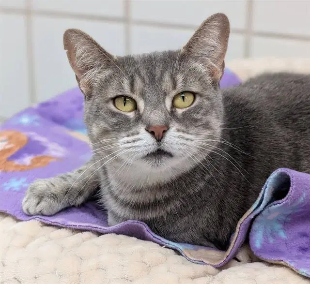 Josie - Domestic Short Hair