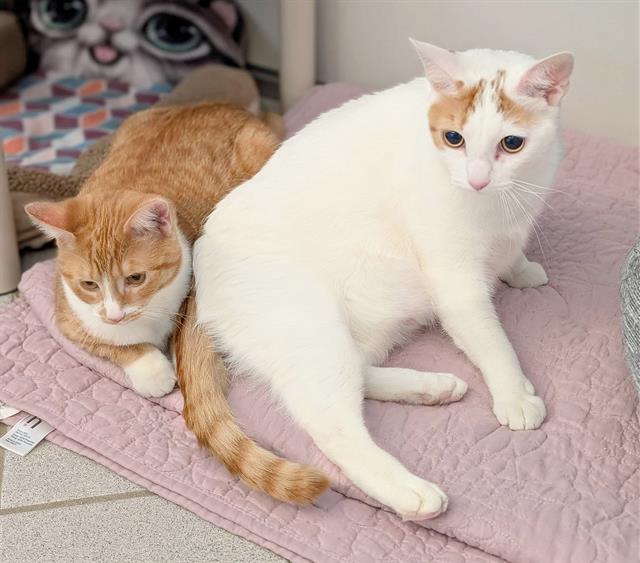 MAMA KITTY Image