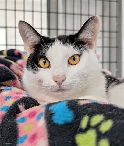 Gretchen - Domestic Short Hair