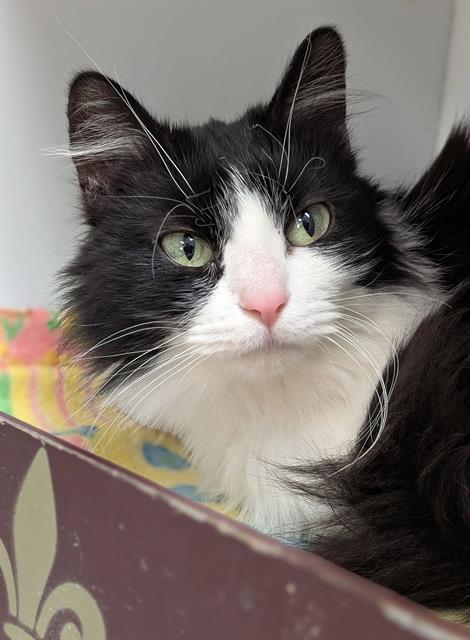 picture of the cat needing adoption