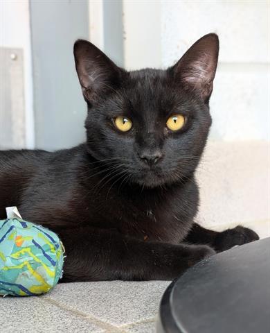 picture of the cat needing adoption