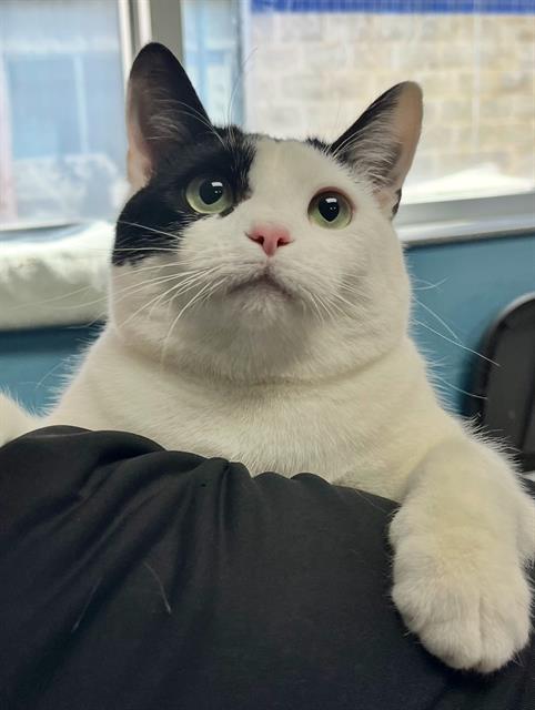 picture of the cat needing adoption