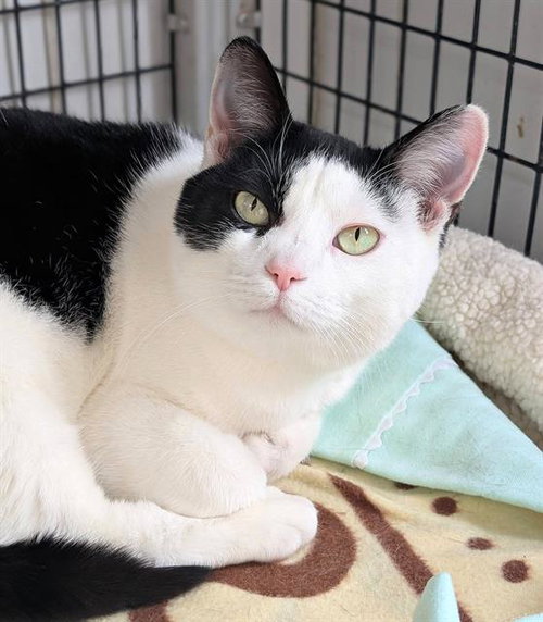 MANDY, an adoptable Domestic Short Hair in Canfield, OH
