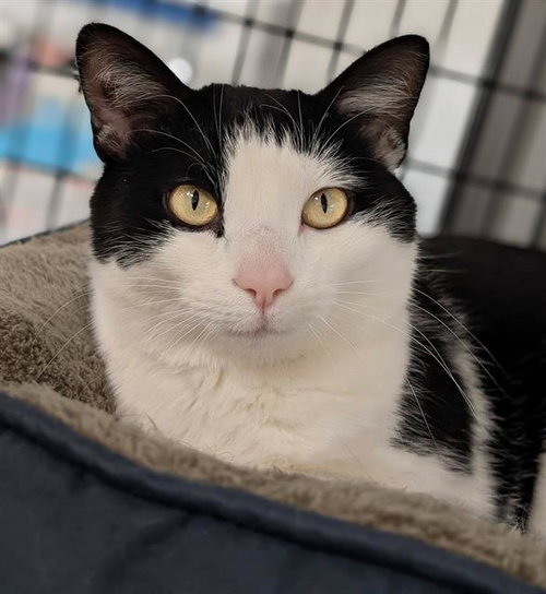 CADENCE, an adoptable Domestic Short Hair in Canfield, OH