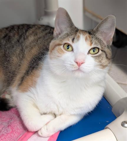 LULLABY, an adoptable Domestic Short Hair in Canfield, OH