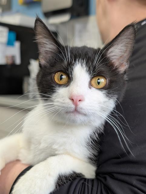 DAKOTA, an adoptable Domestic Short Hair in Canfield, OH