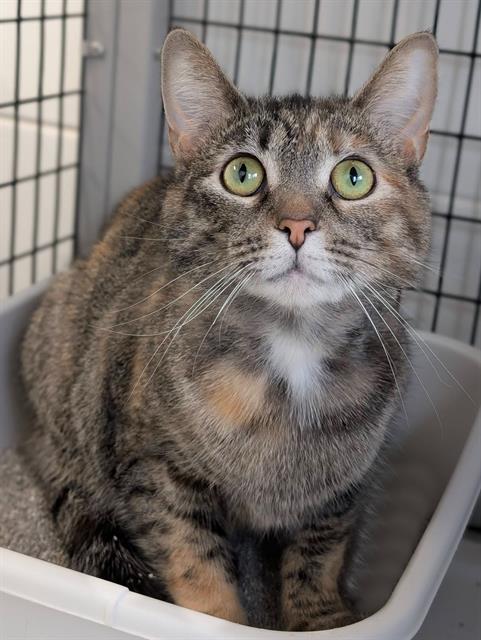 DELIA, an adoptable Domestic Short Hair in Canfield, OH