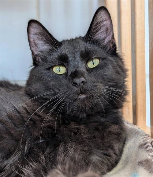 NEO, an adoptable Domestic Medium Hair in Canfield, OH