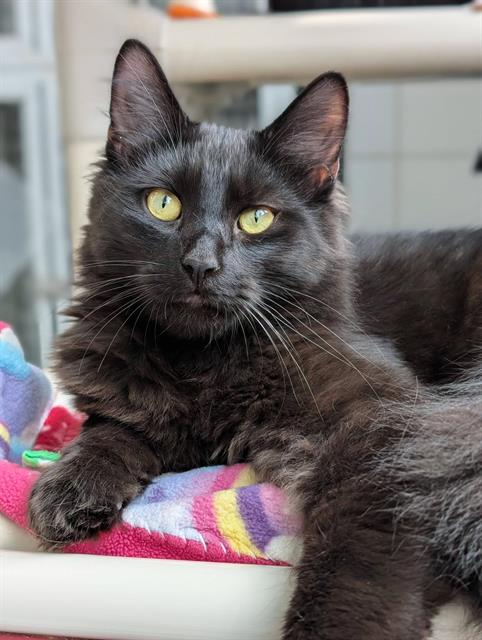 NEO - Domestic Medium Hair available for adoption