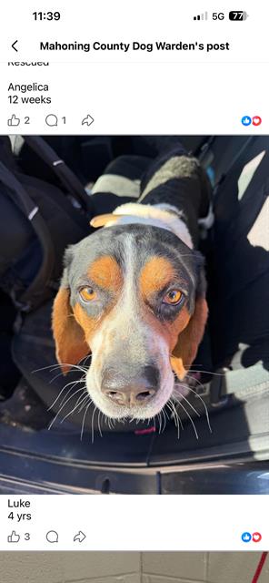 picture of the dog needing adoption