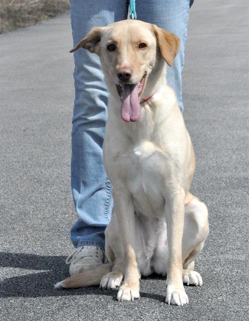 picture of the dog needing adoption