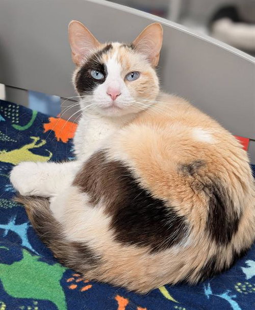 picture of the cat needing adoption