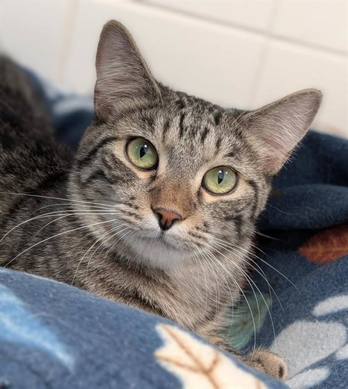 COOPER, Young Domestic Short Hair (medium coat), cat for adoption in Warren, Ohio