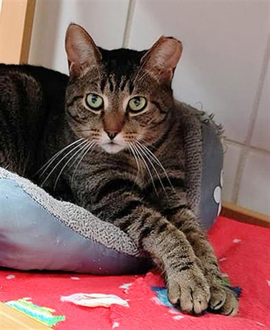 picture of the cat needing adoption