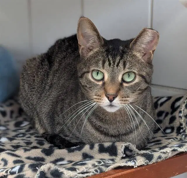 Snip - Domestic Short Hair