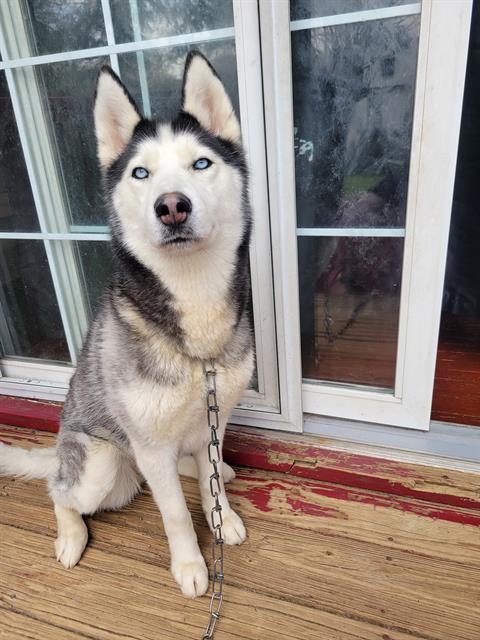 picture of the dog needing adoption