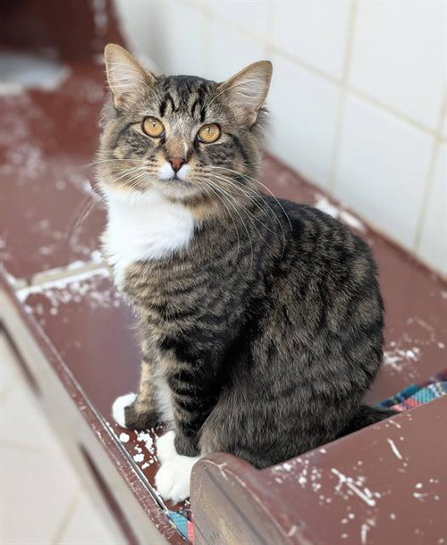 picture of the cat needing adoption