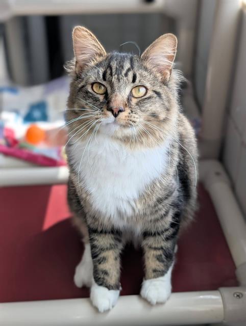 picture of the cat needing adoption