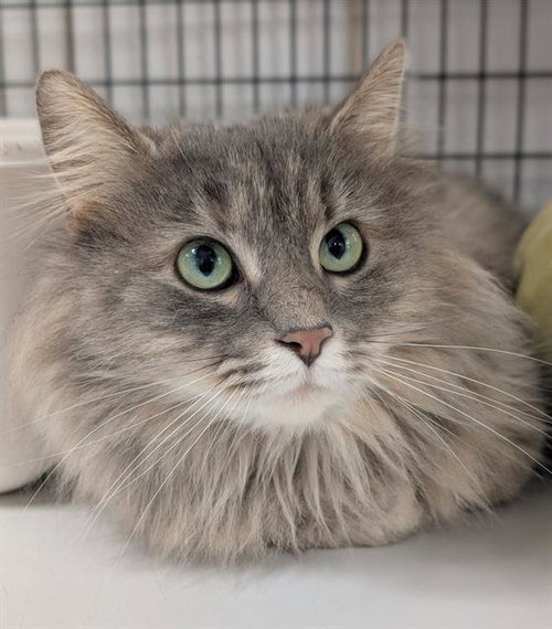 ROSE, Adult Domestic Long Hair (medium coat), cat for adoption in Warren, Ohio